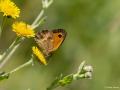 Pyronia tithonus (Pironiya)